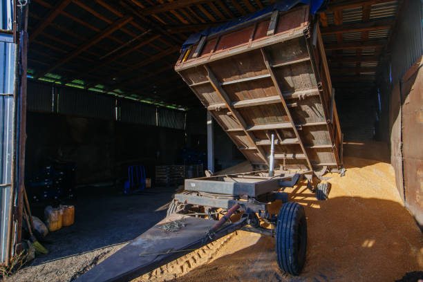 Wheat grain storage in the small warehouse