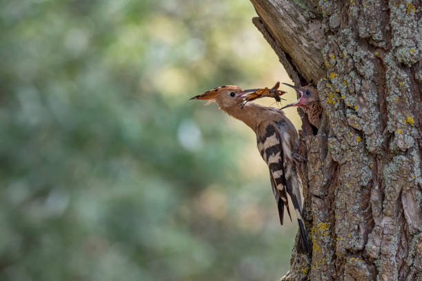 istock Eurasian hoopoe (Upupa epops) feeding the chicks, Danube Delta, Romania 1417090709