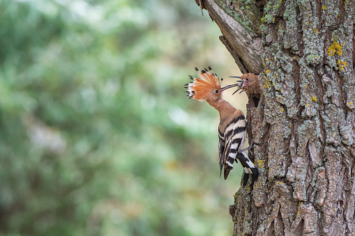 Eurasian hoopoe (Upupa epops) is feeding his chicks which are waiting in the nest in a hole in a tree branch. Location: Danube Delta. 
The Danube Delta (Romanian: Delta Dunării) is the second larges river delta in Europe, it is listed as a World Heritage Site. The larger part of the Delta is belonging to Romania, a smaller part to Ukraine.