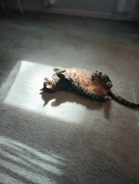 A former street cat, now an indoor cat sunbathing on the carpet, enjoying the simple life.