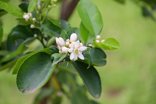 Orange Blossom in Autumn