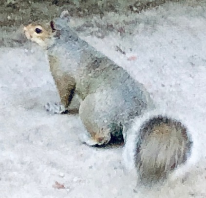 Cute squirrel in urban public parks of city