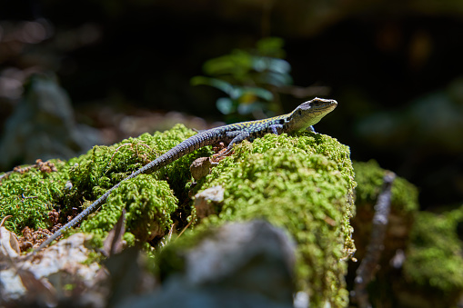 A lizard in the forest on moss in the sunlight. The background is dark. Portrait of a reptile.