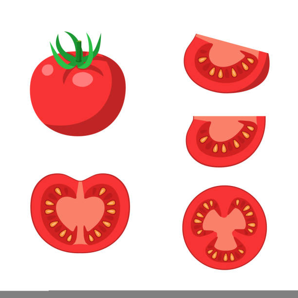 zestaw pomidorów - cały, w połowie i pokrojony. czerwone pomidory izolowane na białym tle. ilustracja wektorowa. - cherry tomato obrazy stock illustrations