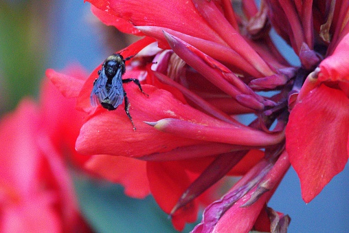 Bee trying to collect nectar from red Canna Flowers