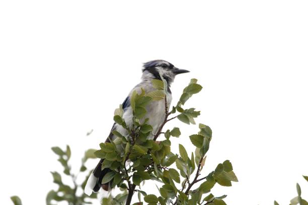istock Blue Jay perched in the top of a tree. 1417093583