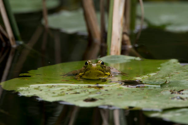 istock Small green frog on lily pad 1417095352