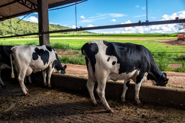 Group of black-and-white milk cows eatin feed while standing stock photo