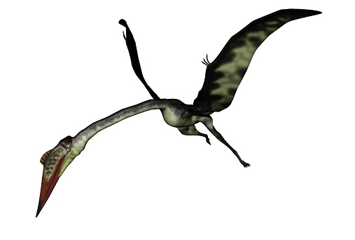 Quetzalcoatlus flying head down isolated in white background - 3D render