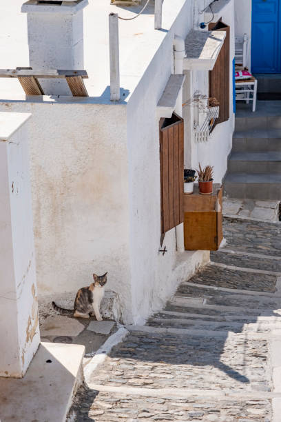 Syros Island Travel Concept: Cute stray cats in the upper old town of Ermoupoli called Ano Hora. Cyclades islands in the Aegean sea of ​​Greece as holiday destination. Greek culture, lifestyle and orthodox architecture. Summer vacation background with copy space.