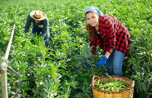 istock Young female farmer harvesting bean pods in spring 1417100701