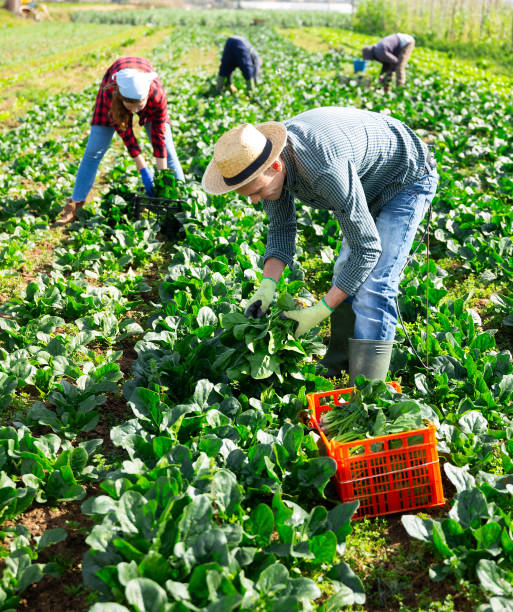 istock Group of people harvesting organic spinach 1417100705