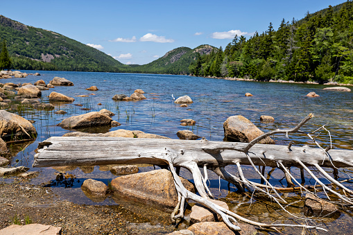 Fallen tree at the water's edge of Jordan Pond in Acadia National Park, Maine. Glaciers carved this pristine landscape leaving behind iconic features that visitors travel to every year.