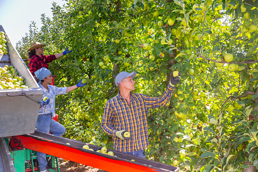 Group of farm workers gathering crops of ripe apples in orchard, using harvesting machine on sunny summer day