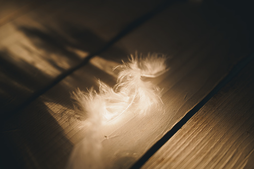 Feathers in the sunlight