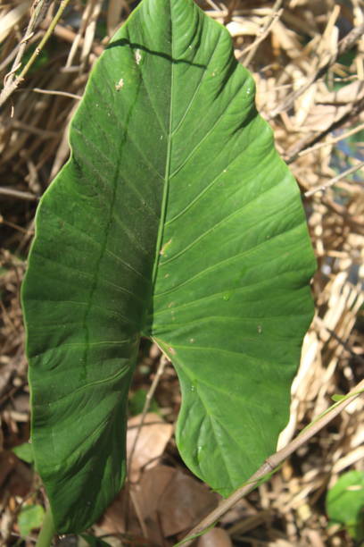 istock Alocasia brisbanensis 1417105109