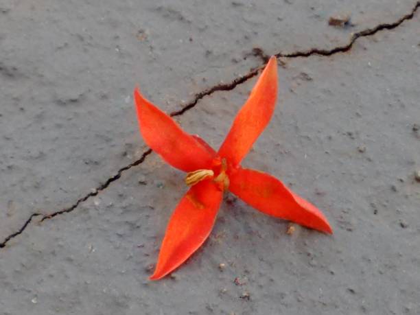 istock Red (scarlet) flower of ixora plant, clustered into corymbiform inflorescences. 1417105302