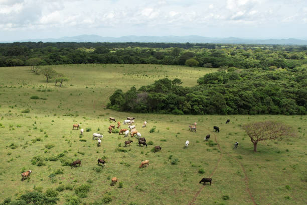 istock Cows on green pasture eating grass 1417105351