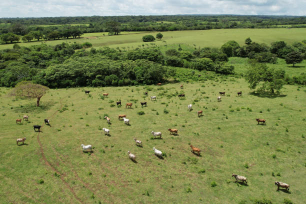 istock Group of farm animals on green meadow 1417105356