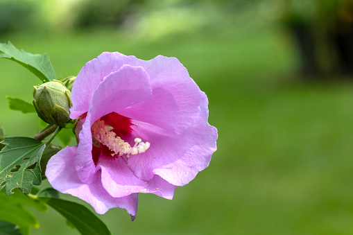 Close-up of a Rose of Sharon flower with copy space