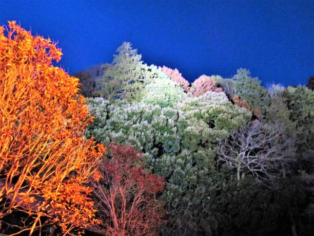 Japan. Winter forest at night with lighting. Japan. Winter forest at night with lighting. mito ibaraki stock pictures, royalty-free photos & images