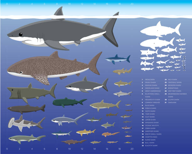 illustrations, cliparts, dessins animés et icônes de comparaisons de tailles de requins ensemble d’illustrations vectorielles de dessins animés - sand tiger shark