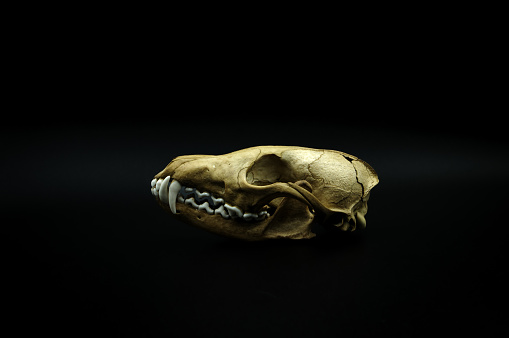 fox skull, remain dead animal head, bone skeleton detail, anatomical close-up, black dark background