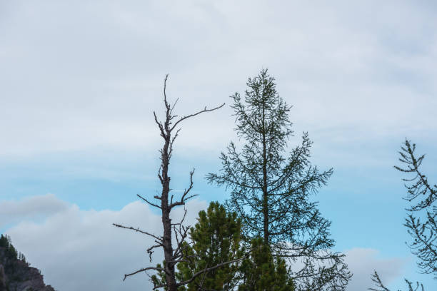 istock Atmospheric landscape with sharp top of dry tree in cloudy sky. Old dry tree top silhouette against cloudy skies. Minimal nature background with old coniferous trees tops in blue sky with clouds. 1417142104