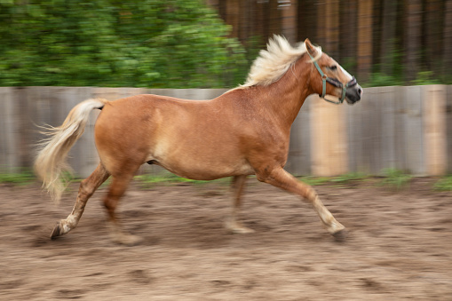 Horse in eco farm
