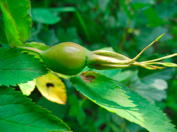 istock Unripe Rosa canina (dog rose) berries in an summer 1417143887