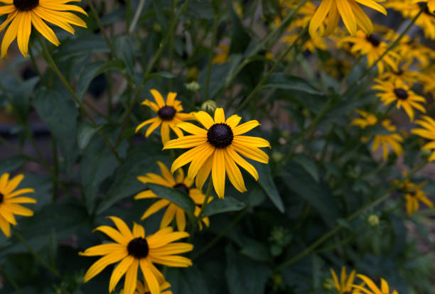 istock Rudbeckia Flower 1417144158