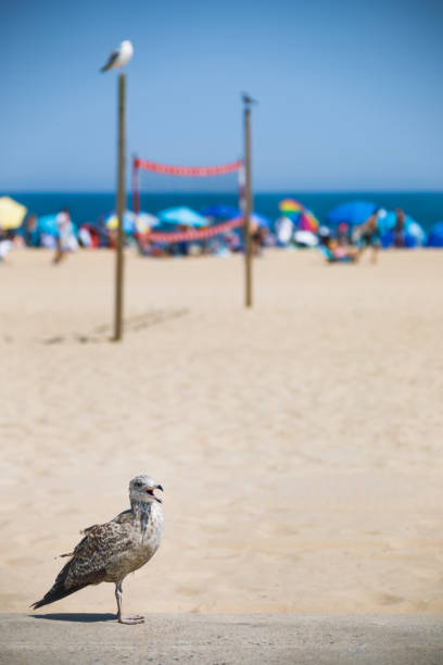 Seagull on the boardwalk at Ocean City MD in the summer with the beach, ocean, tourists and volleyball net in the distance