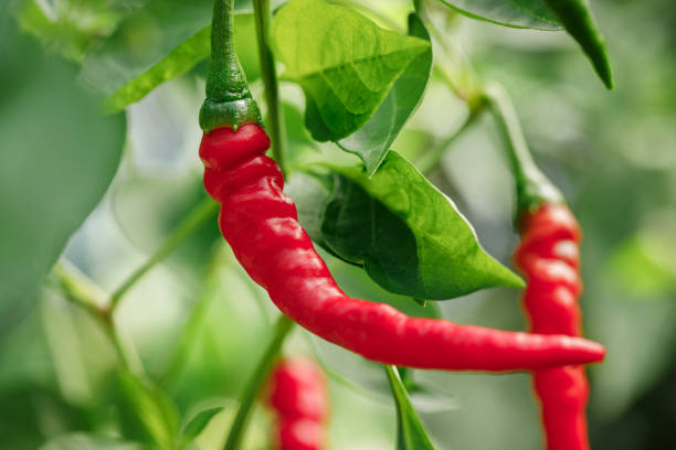 'anillo de fuego' pimientos de cayena en la vid - tomatoes on vine fotografías e imágenes de stock