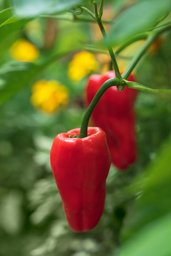 Leutschauer Paprika Hot Pepper growing on a vine in an organic home garden