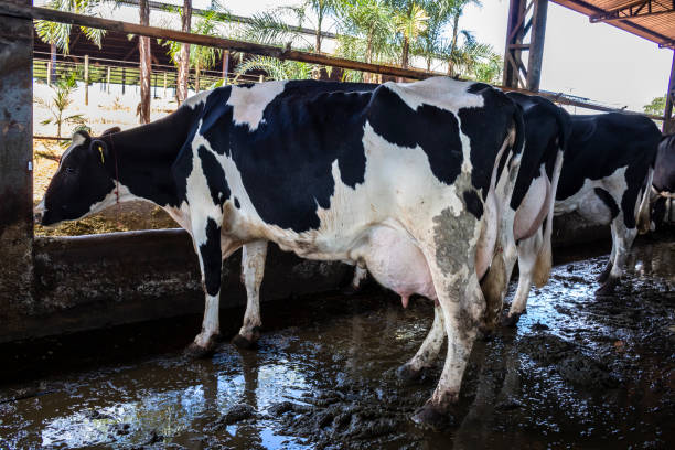 istock Group of black-and-white milk cows eatin feed while standing 1417147173