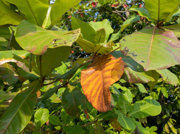 istock Green tropical almond tree leaves 1417160601