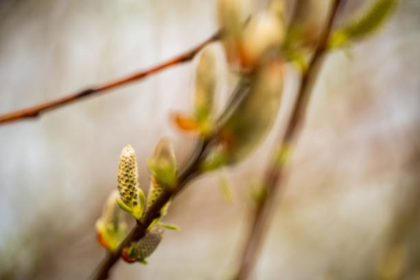 Budding new plant life in March.