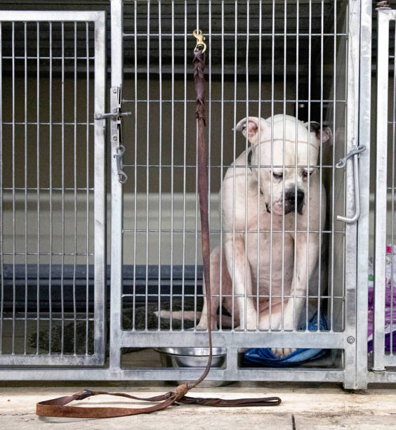 Ritter at HSHC Shelter