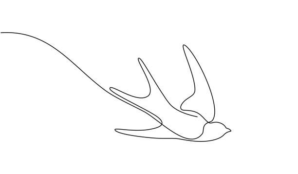Swallow flying in a single line style. Continuous one line drawing of a swallow flying. Bird in flight isolated on a transparent background. line art in one continuous line a bird in flight. a swallow flies in doodle style. continuous line drawing bird stock illustrations