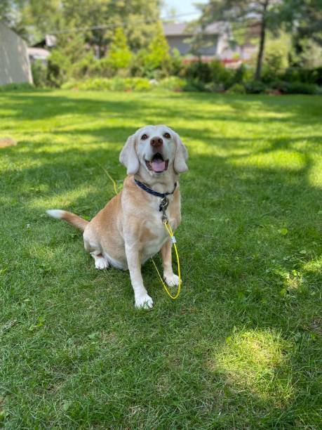 istock Cute Dog Waiting For His Ball in a Green Backyard 1417172647