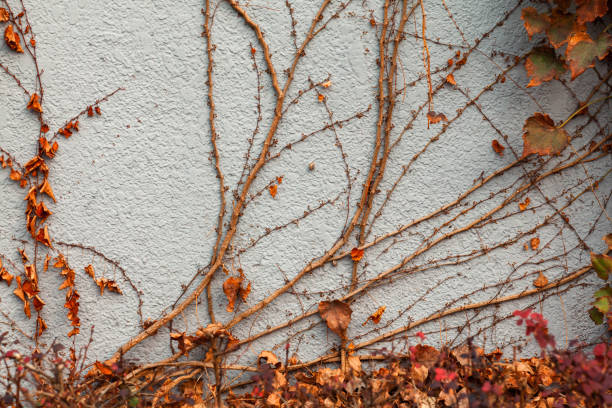 ivy Creeper plant on the wall