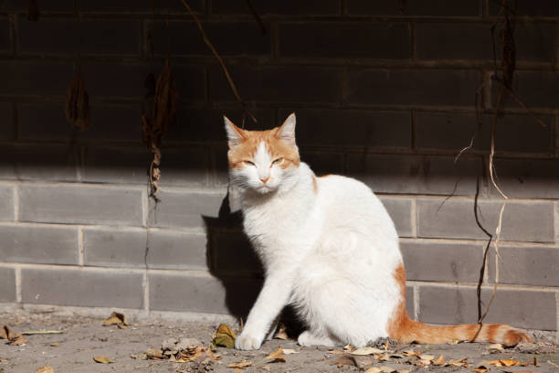 Portrait of a cat basking in the sun