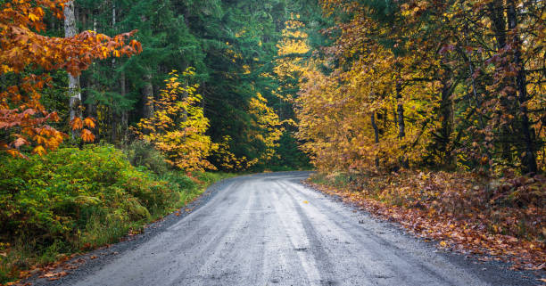 istock Road through an Autumn Colored Forest 1417175620