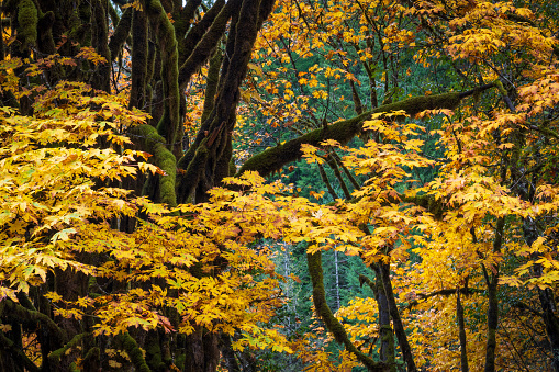 Forest with Autumn colors in Shawnigan Lake area on Vancouver Island.