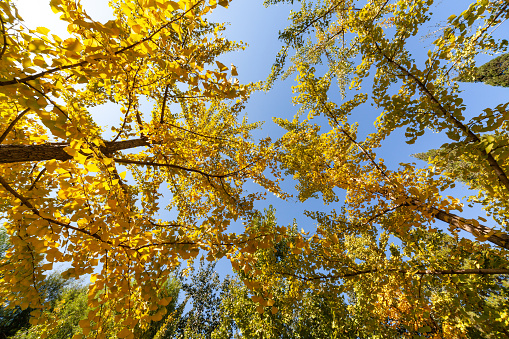 Fall season tree leaf color change to yellow.