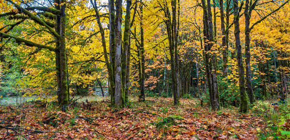 Forest with Autumn colors in Shawnigan Lake area on Vancouver Island.