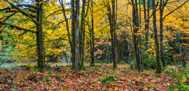 Autumn Colored Forest Shawnigan Lake stock photo