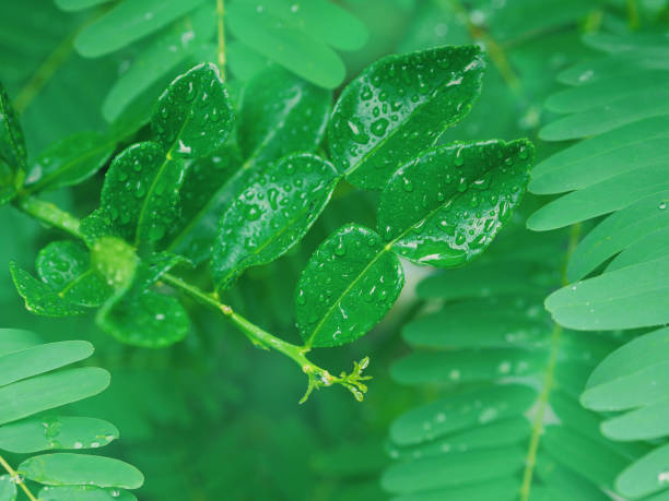 istock green kaffir lime leaves with water drops 1417180815
