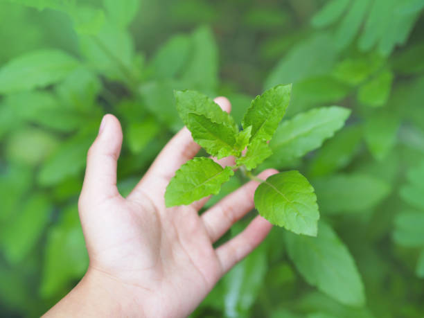 istock woman hand touching green leaves 1417180817