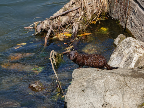 Wild mink on a rock on the banks of the North Platte River, Wyoming.